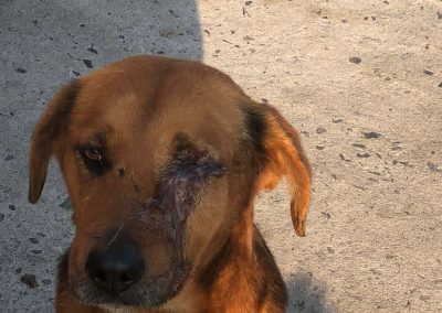 dog stabbed in eye in Manenberg